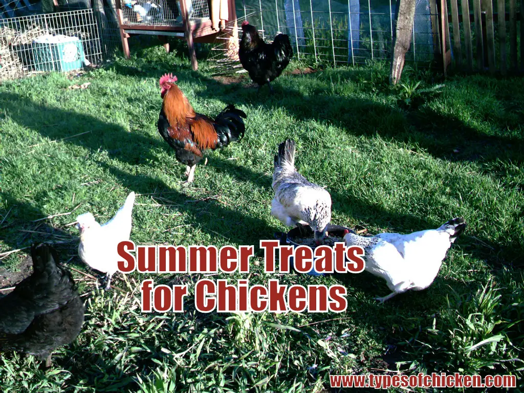 Summer Treats for Chickens