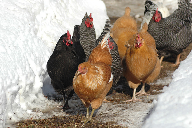 Keeping Chickens During The Winter