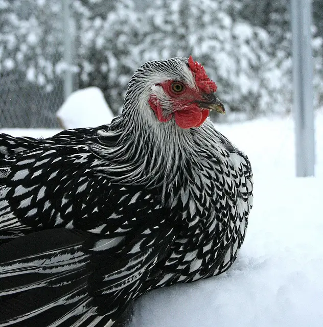 Wyandotte Chickens in snow