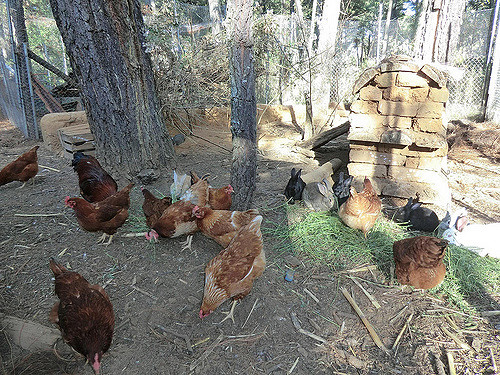 When Raising Chickens - Beware of These Things