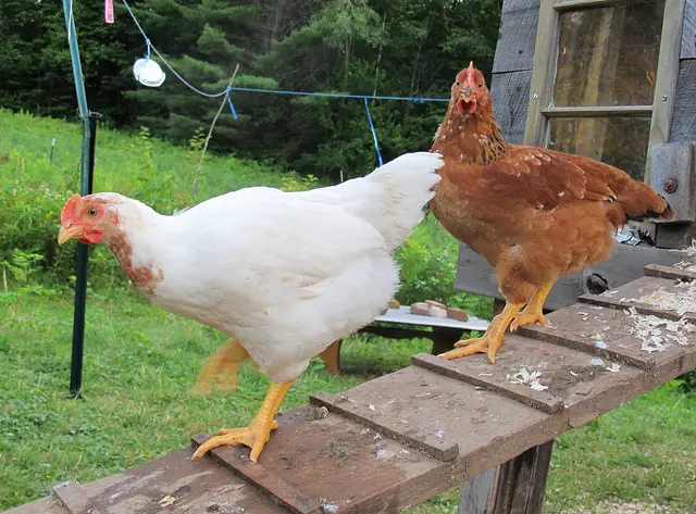 When Raising Chickens - Beware of These Things