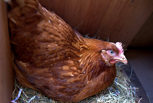Facts About Hens, Eggs And Chicken Mating!