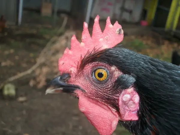 Avian Pox In YOur Chickens 2.com