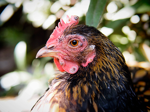 Avian Pox In Your Chickens