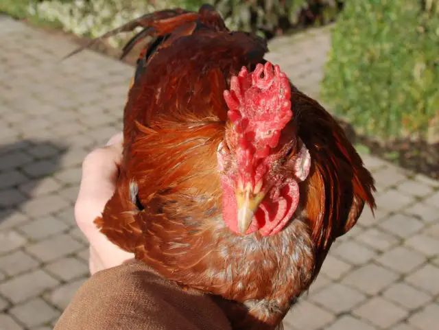 What is a Buttercup comb? Sicilian Buttercup chicken breed with Buttercup comb