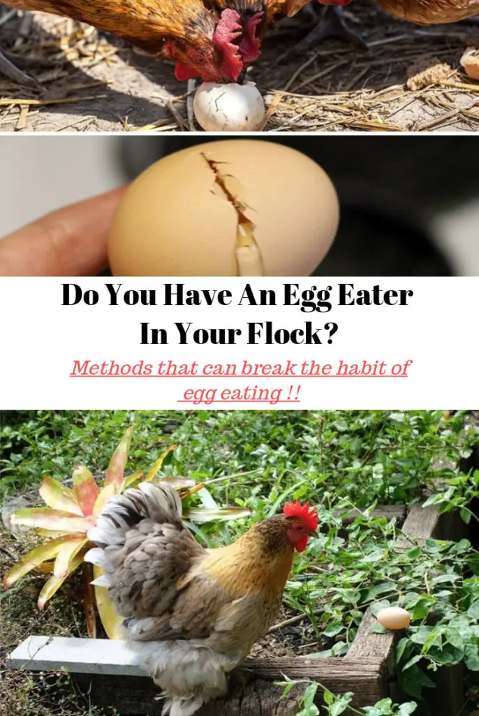 Egg Eater in Your Flock
