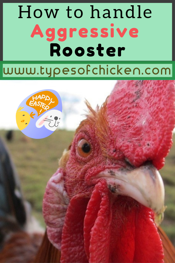 We have received a lot of e-mail concerning this particular questions. So, for today`s article, we would like to make it easier for every chicken keeper to handle their aggressive rooster properly.

#rooster #chickens #diy