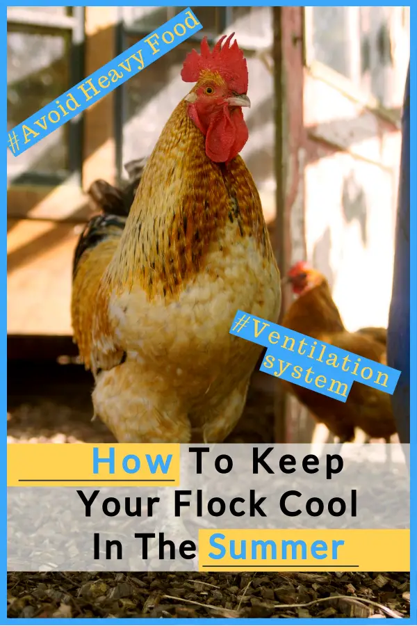 How To Keep Your Flock Cool In The Summer!