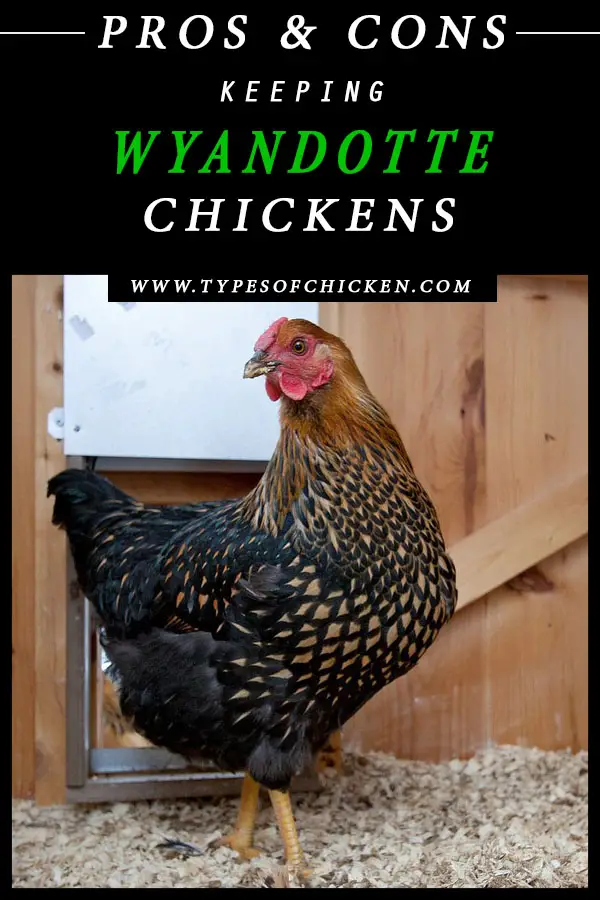 Pros & Cons Keeping WYANDOTTE Chickens