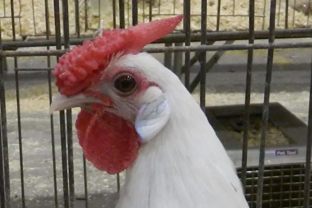 Chantecler is often considered to be the best-known breed of chicken with a cushion comb