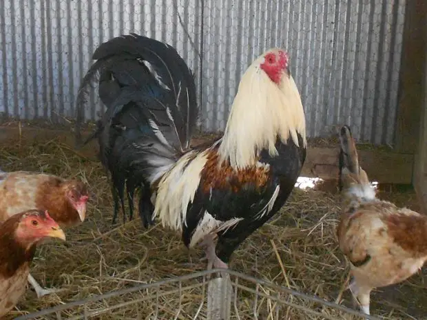 Roosters can threaten to kill any predator, but they also fight each other.