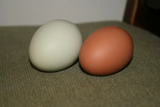 What egg color Maran hens lay? - Marans chickens lay chocolate-colored eggs.
