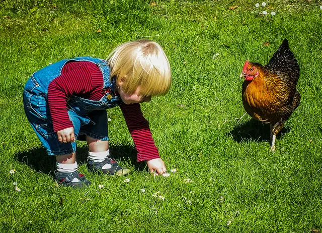Little kid is playing with chicken