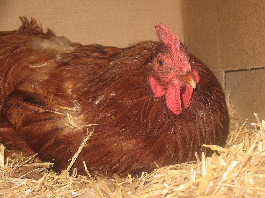 Bedding for chickens