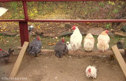 BEdding for chickens