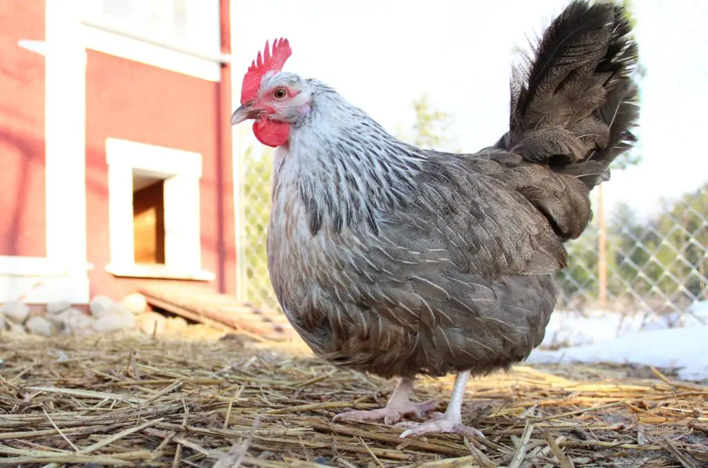 Dorking Chicken Hen in front of a chicken coop