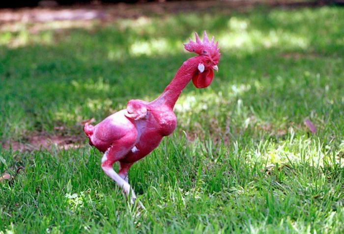 10 Unusual and Bizarre Chicken Breeds