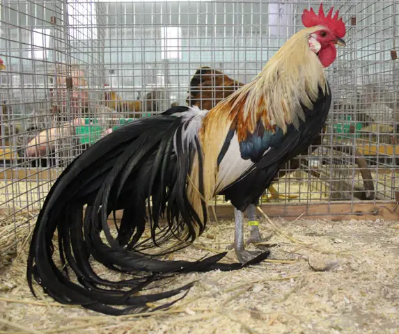 A long-tailed Onagadori chicken.