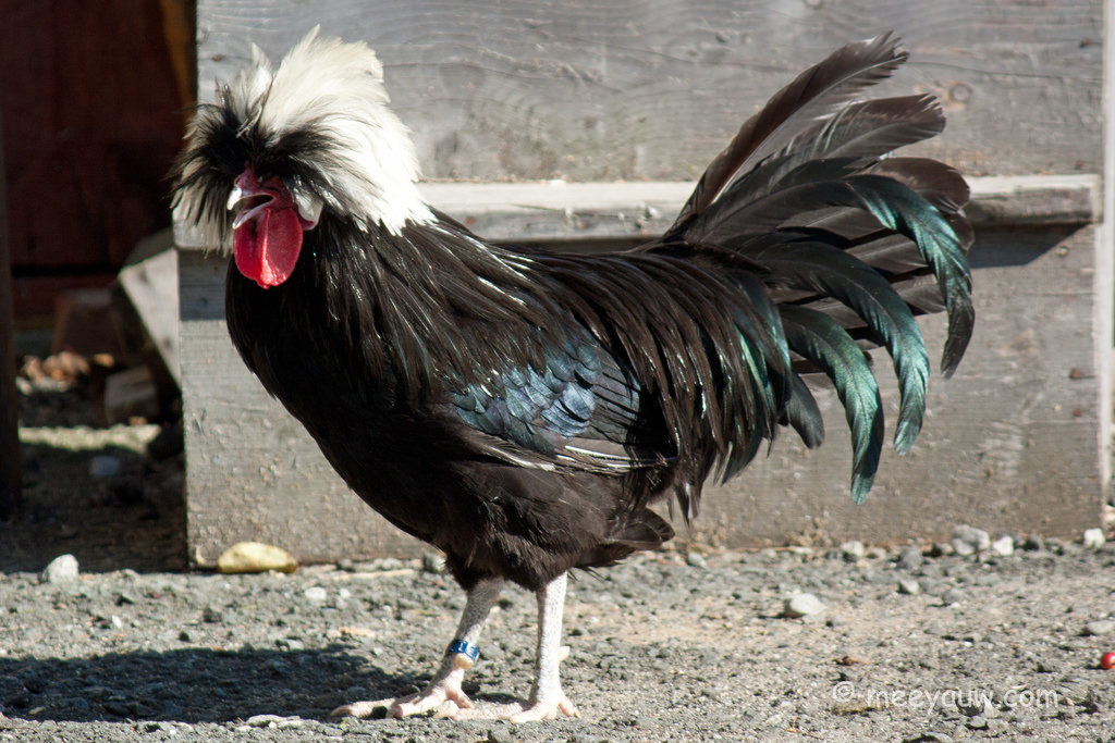 Polish fowl with an odd appearance seen near a poultry coop