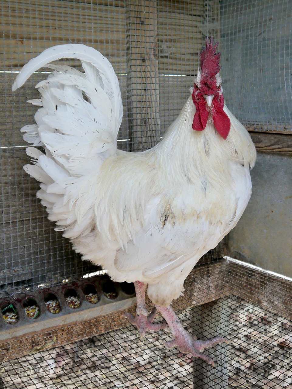 Why Keeping Roosters Can Be A Bad Idea