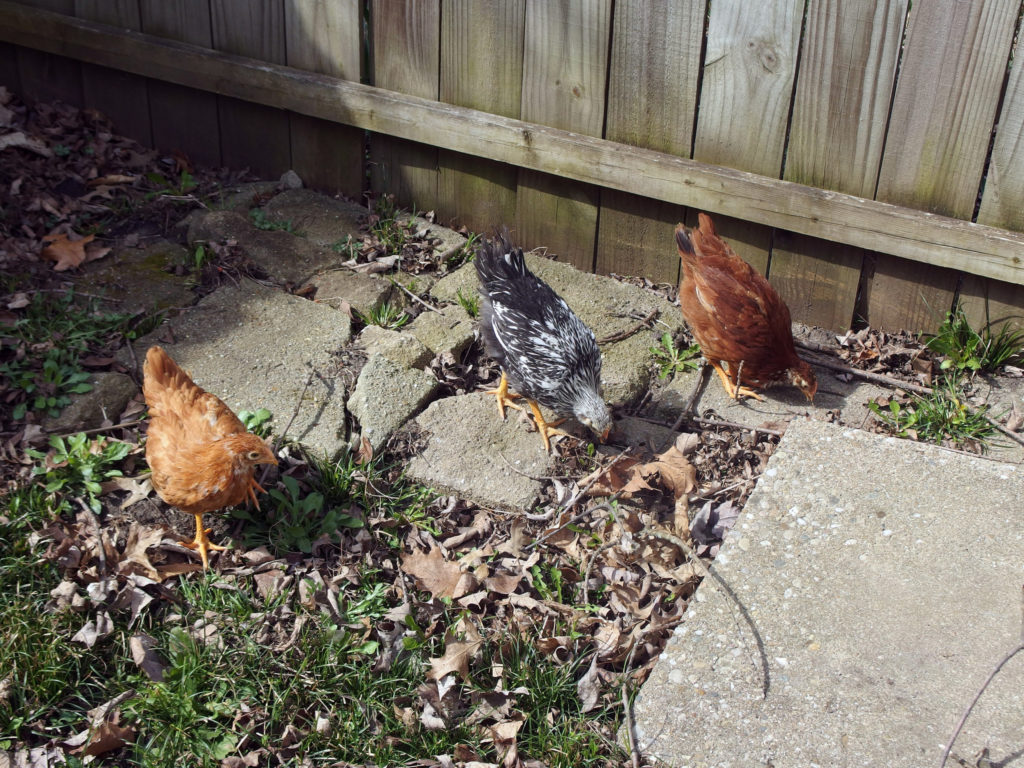 Hybrid Chickens