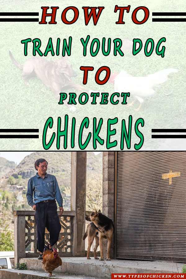 How To Train Your Dog to Protect Chickens