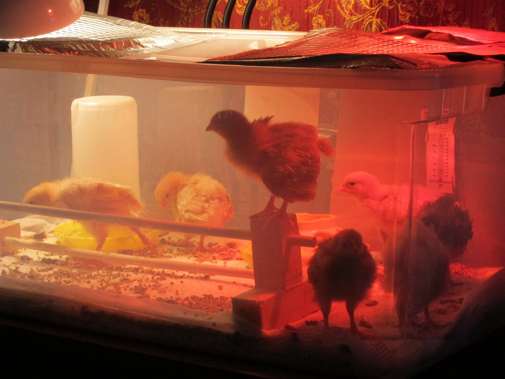 raising baby chickens after hatching