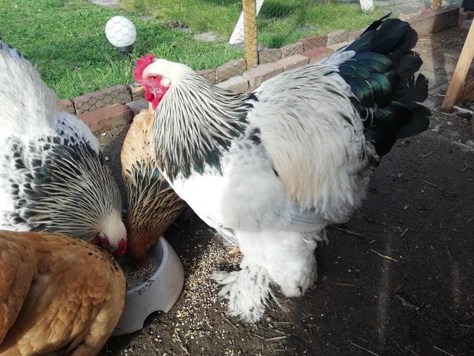 tips for chicken keeping