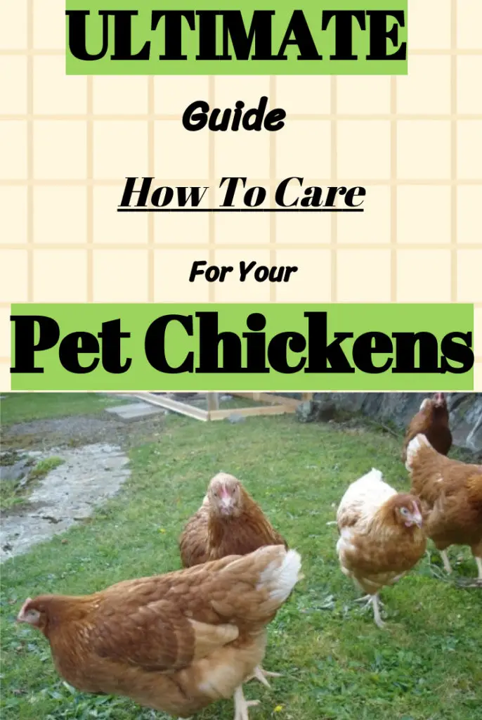 How to care for pet chickens