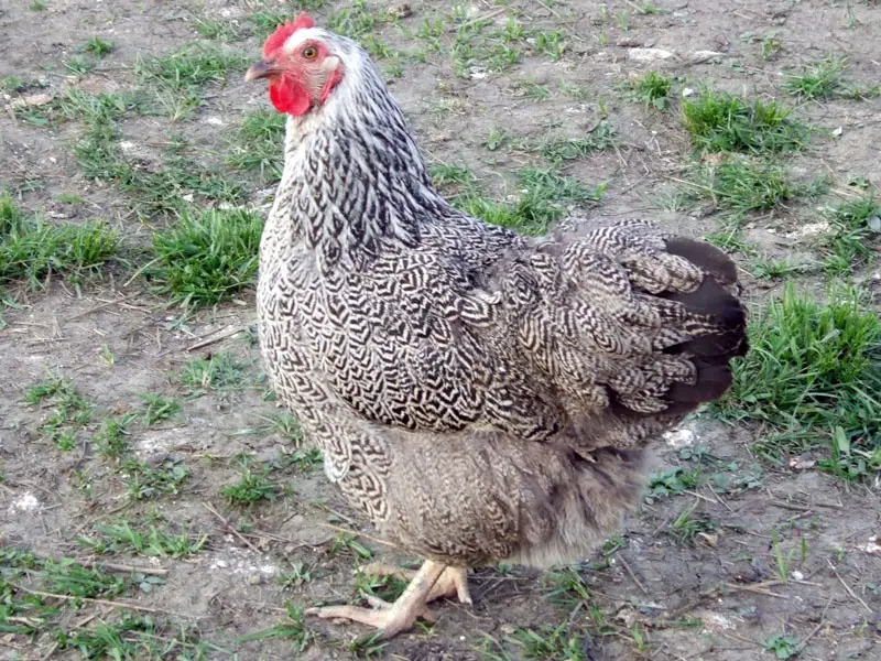 Chicken eggs, blue eggs, types of chicken eggs,
chicken egg color chart