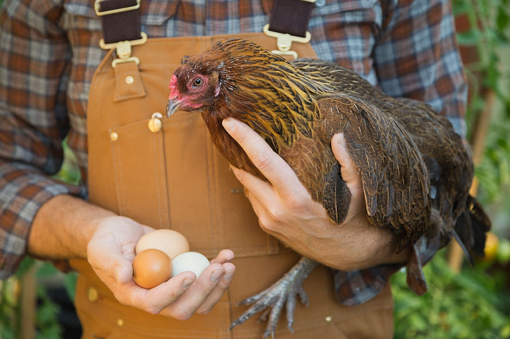How many eggs do chickens lay a day?
