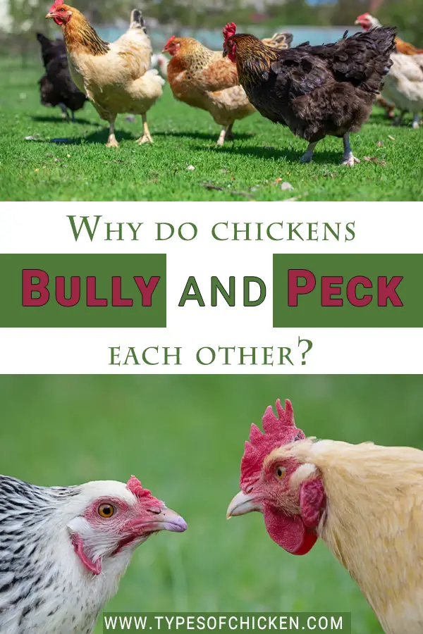 Why do chickens bully and peck each other?
