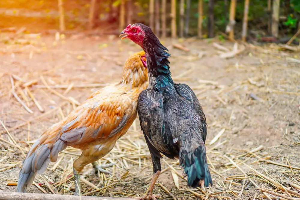 Chickens are not people. They are not even mammals. They are flock animals, and their behavior is governed by instincts.