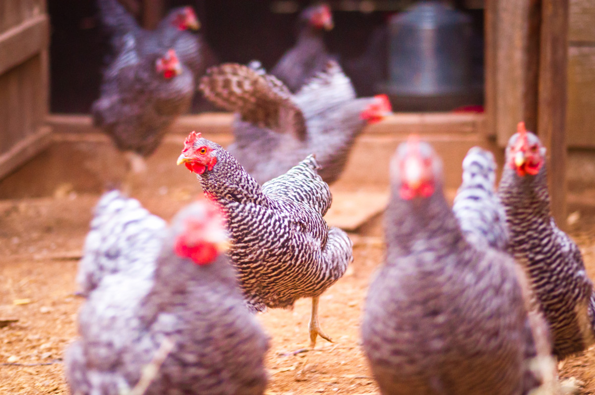 How do chickens reproduce – Breeding Chicken 1.0.1