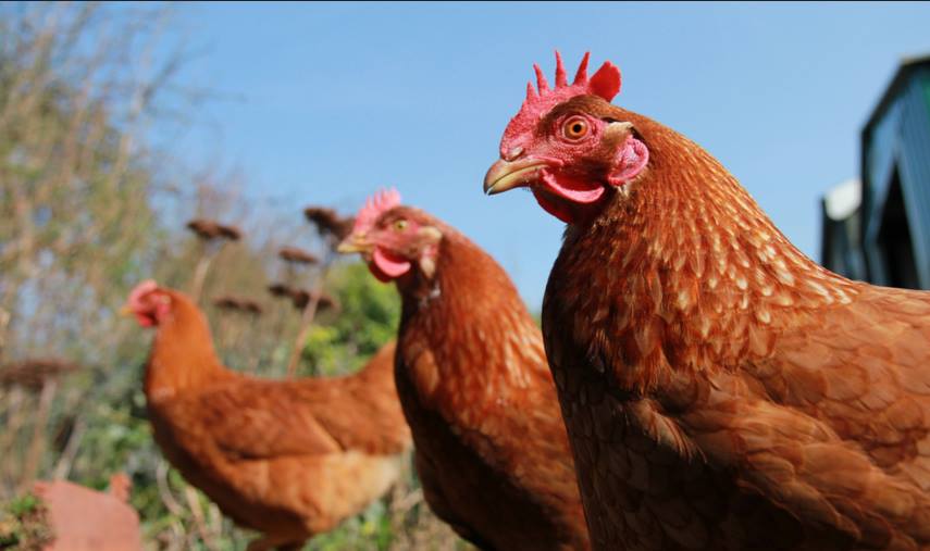 9 facts about chickens!!!