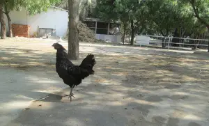 Kadaknath Black Chickens