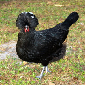 The White Crested Black Polish - Black Chickens
