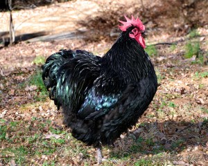 black orpington chicken