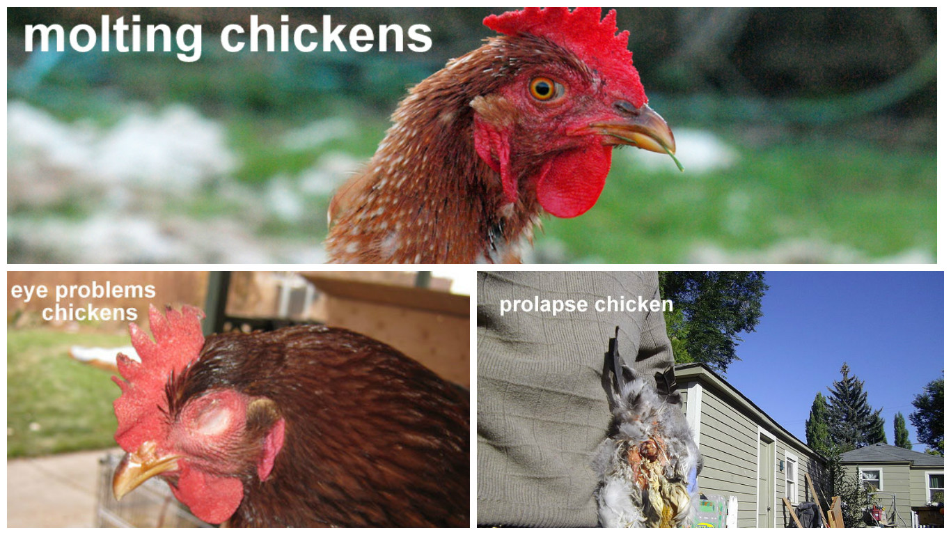 Most Common Chicken Diseases