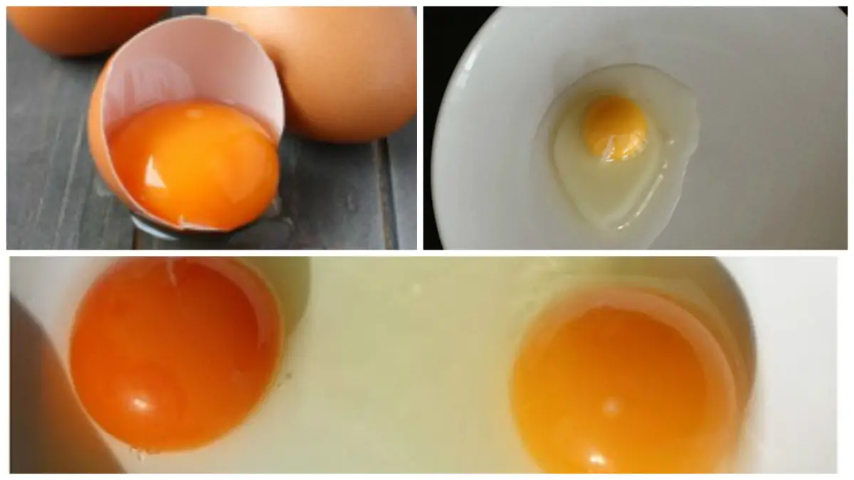 How to Recognize a Good Egg Yolk & How to Get a Bright Orange Egg Yolk?