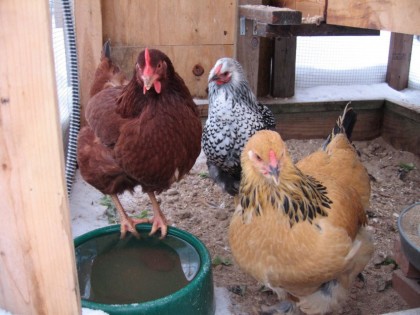 5 Things You Need to Know Before Raising Backyard Chickens!