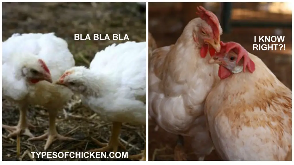 The Language of Chickens & How do they talk to each other!