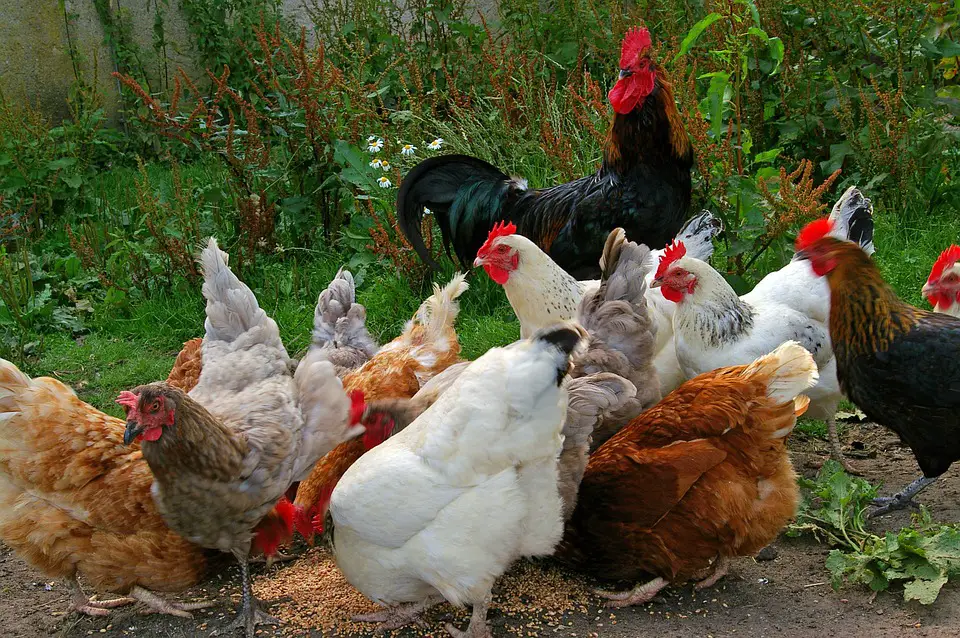 What to feed chickens to get the best-tasting eggs?