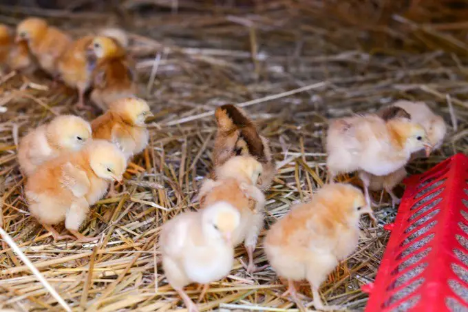 How To Care For Your Baby Chicks!!!