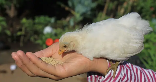 3 Easy Tips on Keeping Your Chickens Happy in The Summer!