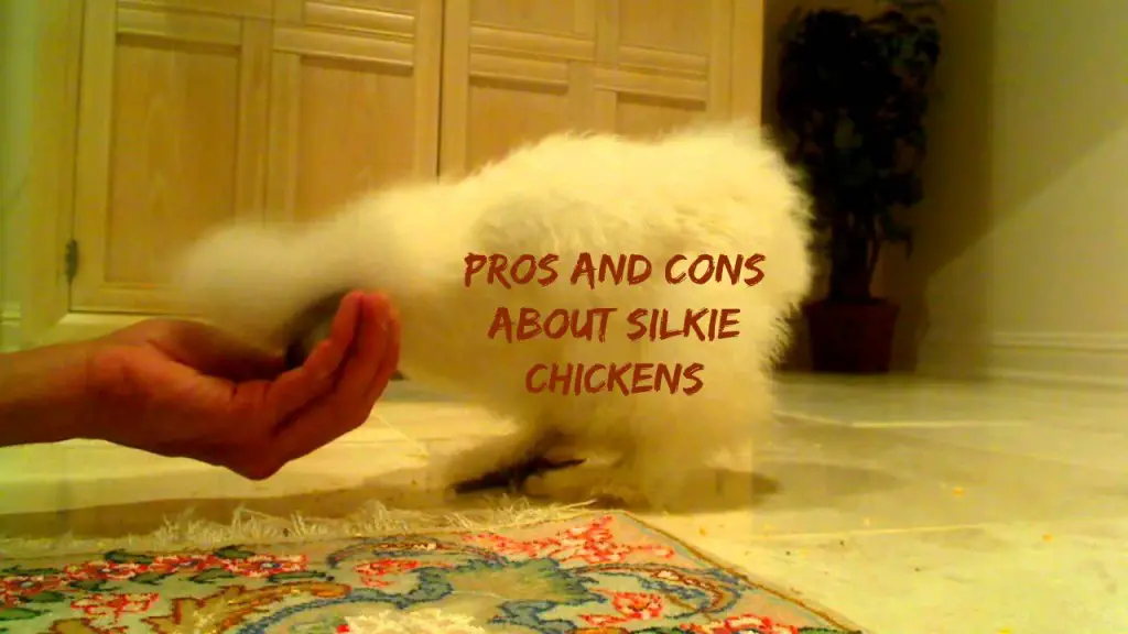 pros and cons about Silkie chickens