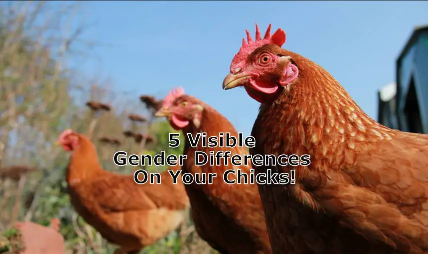 5 Tips How to Check Chicken Gender