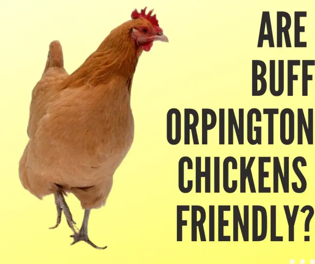 Keeping Buff Orpington Chicken!