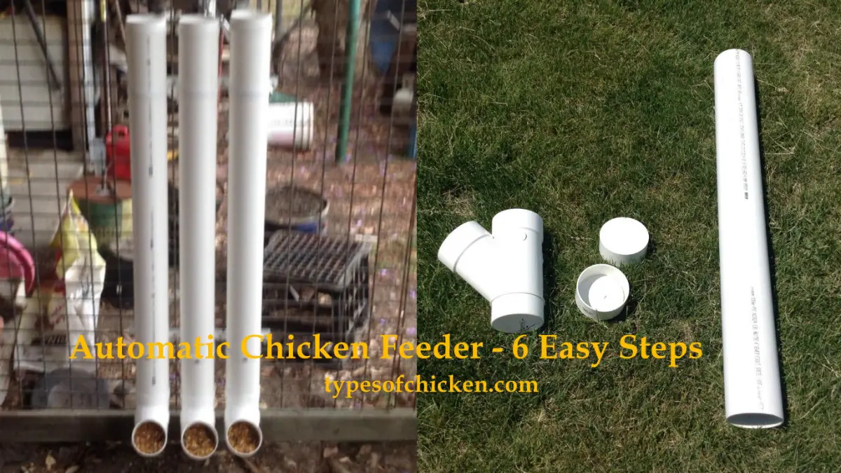How to Make Your Own Automatic Chicken Feeder – 6 Easy Steps!!!