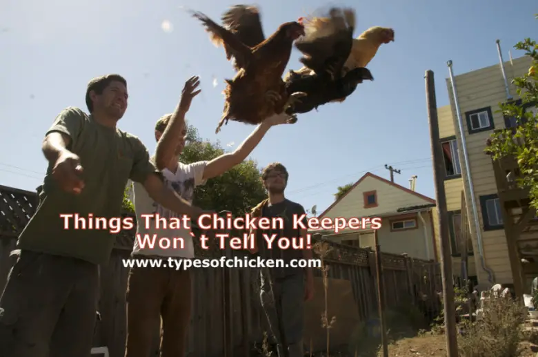 Things That Chicken Keepers Won`t Tell You!